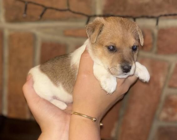 Jack Russell X Border Fox Terrier puppies for sale in Ashbourne, Derbyshire - Image 3