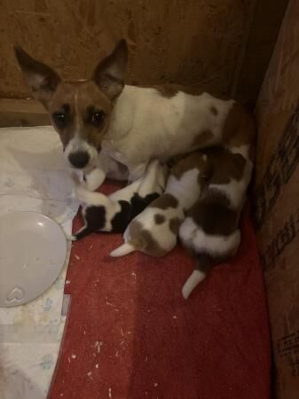 Jack Russell X Border Fox Terrier puppies for sale in Ashbourne, Derbyshire - Image 4