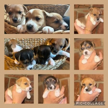 Jack Russell X Border Fox Terrier puppies for sale in Ashbourne, Derbyshire - Image 5