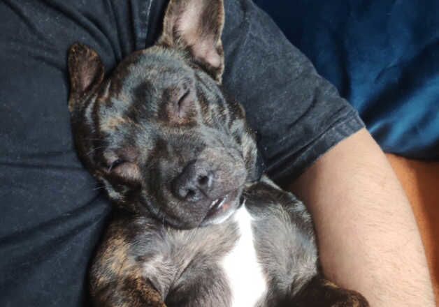 Jack Russell x Boston terrier for sale in Nottingham, Nottinghamshire - Image 2