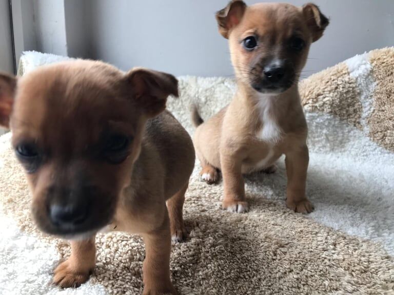 Jack, Russell, X Chihuahua for sale in Sittingbourne, Kent