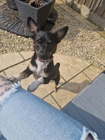 Jack Russell x chihuahua girl 7 months for sale in Bristol - Image 1