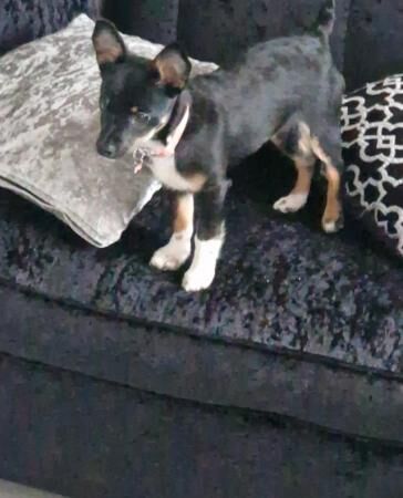 Jack Russell x chihuahua girl 7 months for sale in Bristol - Image 2