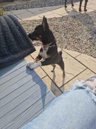 Jack Russell x chihuahua girl 7 months for sale in Bristol - Image 4