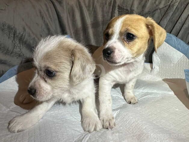 Jack Russell x chihuahua for sale in Accrington, Lancashire