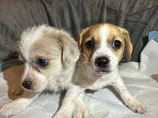 Jack Russell Puppies for sale in Lancashire