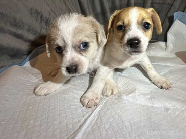 Jack Russells for sale in Accrington, Lancashire