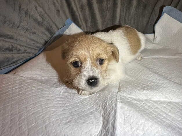 Jack Russell Puppies for sale in Lancashire