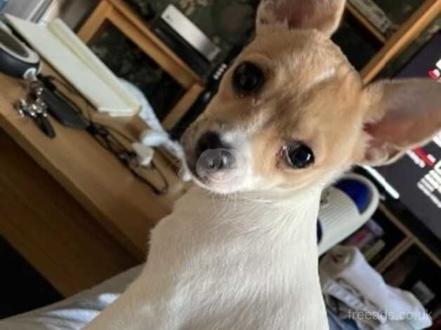 Jack Russell X Chihuahua for sale in Greenwich, London