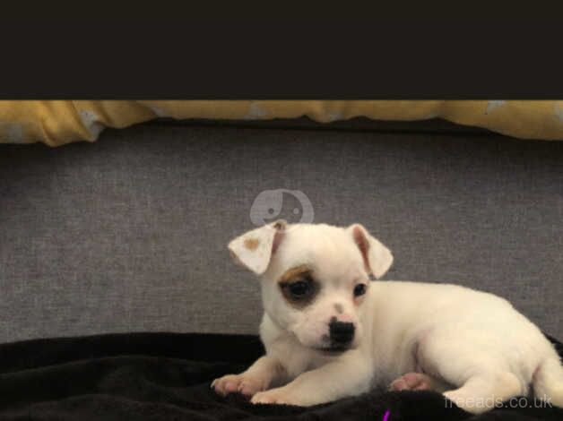 Jack Russell x Chihuahua for sale in Swindon, Staffordshire