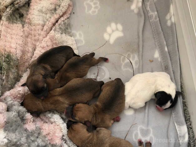 Jack Russell x Chihuahua puppies for sale in Bradford, West Yorkshire - Image 2