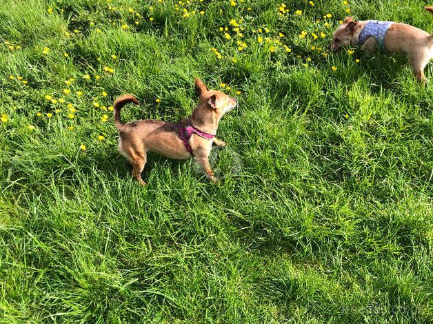 Jack Russell x Chihuahua puppies for sale in Bradford, West Yorkshire - Image 3