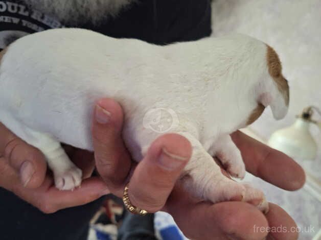 Jack Russell x chihuahua puppies for sale in Nuneaton, Warwickshire - Image 4