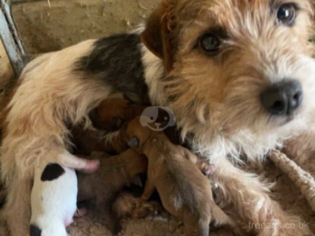 Jack Russell x Lakeland puppies for sale in Cullompton, Devon