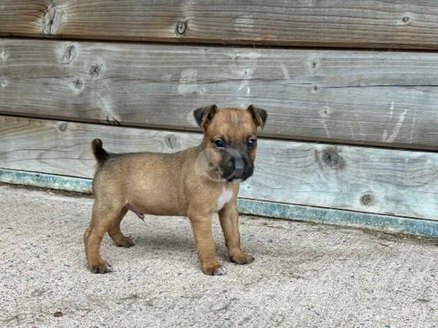 Jack Russell x Lakeland puppies for sale in Cullompton, Devon - Image 2