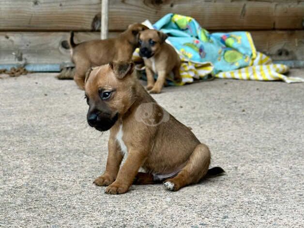 Jack Russell x Lakeland puppies for sale in Cullompton, Devon - Image 3