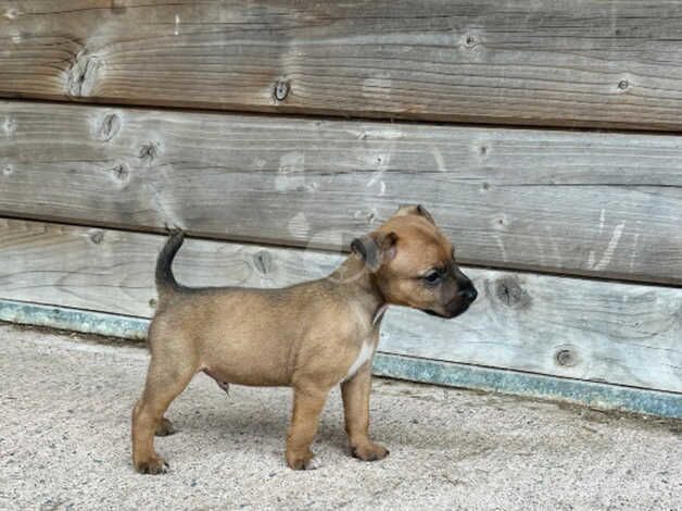 Jack Russell x Lakeland puppies for sale in Cullompton, Devon - Image 5