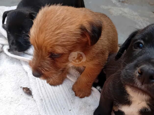 Jack Russell x Lakeland terrier for sale in Wisbech, Cambridgeshire