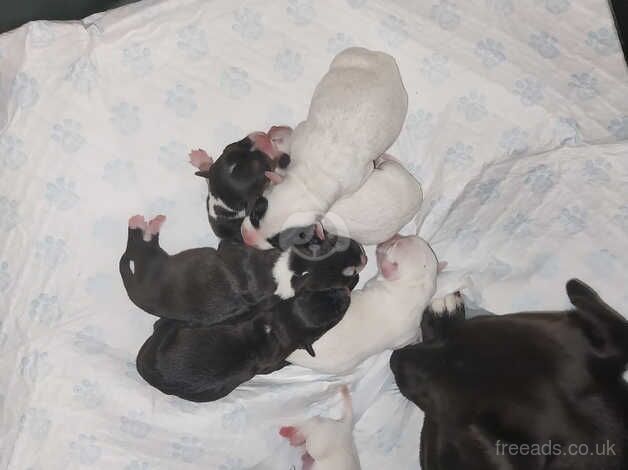 Jack Russell X patterdale for sale in Newark, Orkney Islands - Image 2