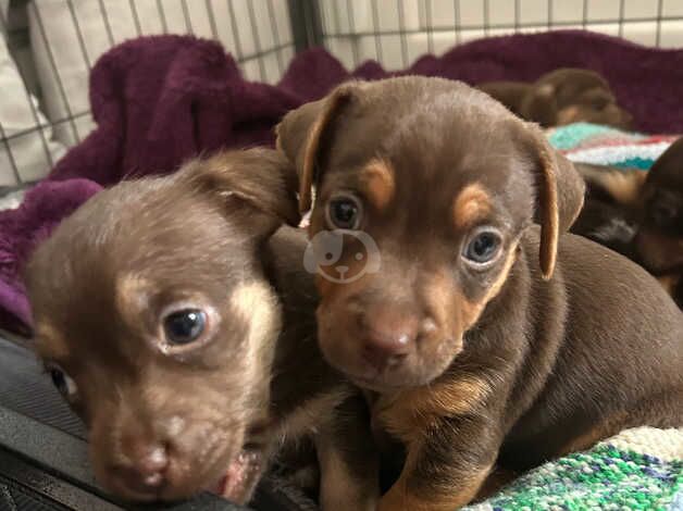 Jack Russell x puppies 4 boys & 1 girl available for sale in Rochester, Kent