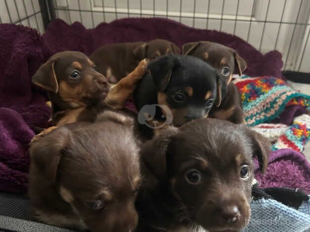 Jack Russell x puppies 4 boys & 1 girl available for sale in Rochester, Kent - Image 3