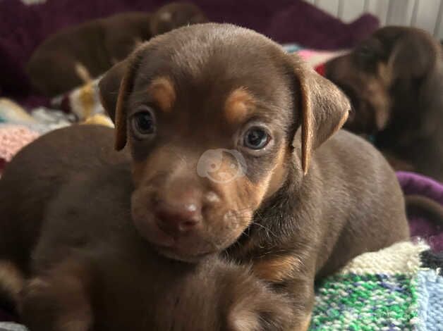 Jack Russell x puppies 4 boys & 1 girl available for sale in Rochester, Kent - Image 4