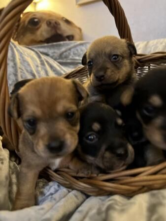 Jack Russell x quarter chihuahua for sale in Banbury, Oxfordshire