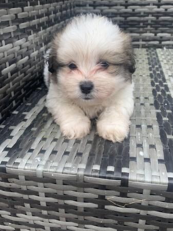 Jack Russell x shihtzu pups for sale in Doncaster, South Yorkshire