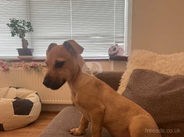 Jack Russell x terrier for sale in Leigh-on-Sea, Essex