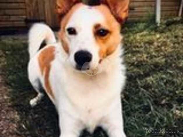 Jack Russell x Terrier x Chihuahua for sale in Brighton, Cornwall - Image 1