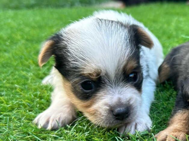 Jack Russell x yorkie for sale in Poole, North Yorkshire - Image 2