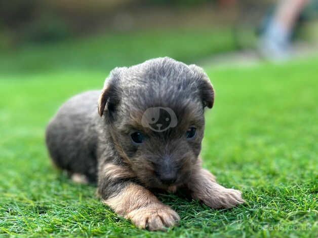 Jack Russell x yorkie for sale in Poole, North Yorkshire - Image 3