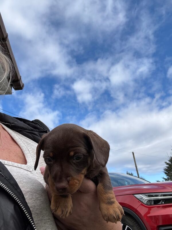 Jack Russelll/Dachshund X's for sale in Eaglesham, Renfrewshire