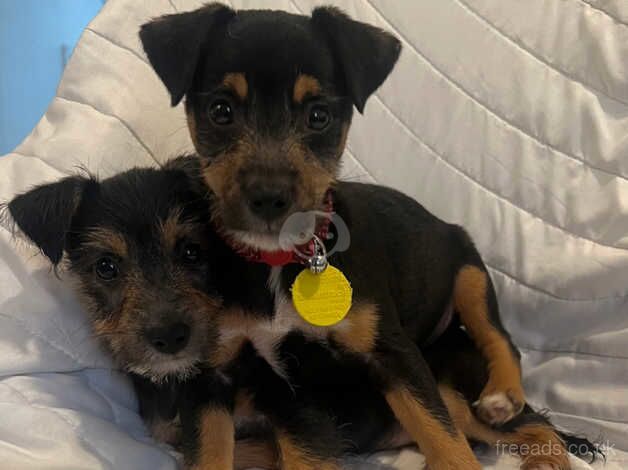 Jack Russells- 8 weeks ready to leave mum for sale in Liphook, Hampshire