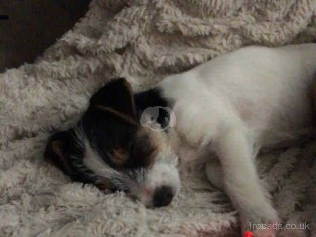 Jack Russells for sale in Ashford, Kent