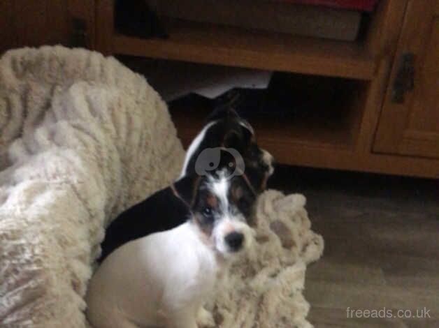 Jack Russells for sale in Ashford, Kent - Image 4