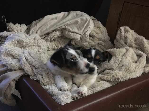 Jack Russells for sale in Ashford, Kent - Image 5