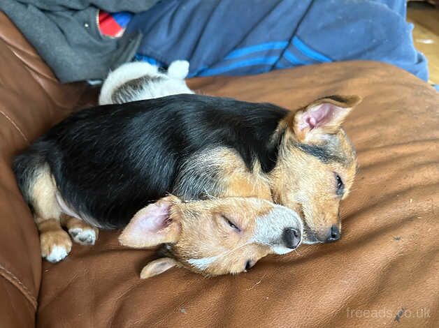 Jack Russell's for sale in Dagenham, London - Image 1