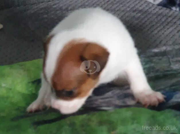 Jack Russell's for sale in Merthyr Tydfil