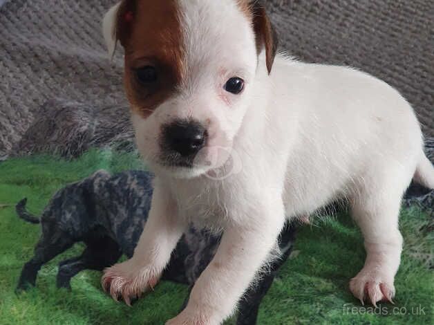 Jack Russell's for sale in Merthyr Tydfil - Image 3