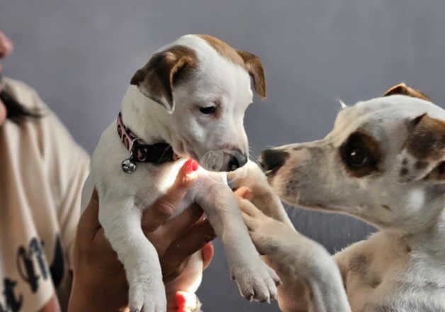 Jack Russell's pup (girl) for sale in Kingston upon Hull, East Riding of Yorkshire