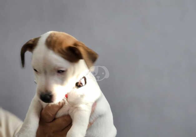 Jack Russell's pup (girl) for sale in Kingston upon Hull, East Riding of Yorkshire - Image 2