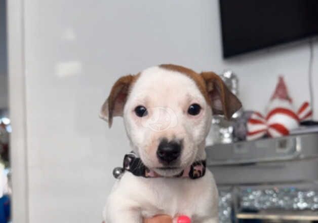 Jack Russell's pup (girl) for sale in Kingston upon Hull, East Riding of Yorkshire - Image 3