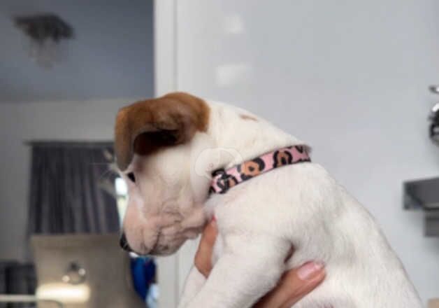 Jack Russell Puppies for sale