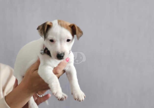 Jack Russell's pup (girl) for sale in Kingston upon Hull, East Riding of Yorkshire - Image 5