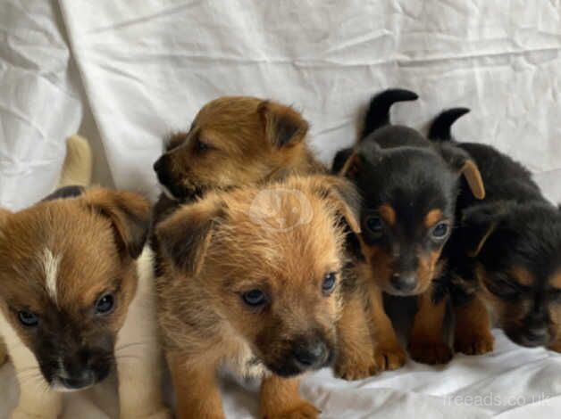 Jack Russells puppies for sale in Evesham, Worcestershire