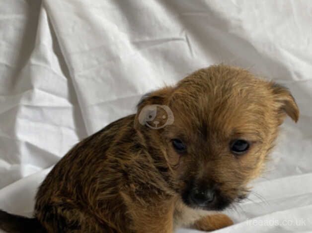 Jack Russell Puppies for sale in Worcestershire