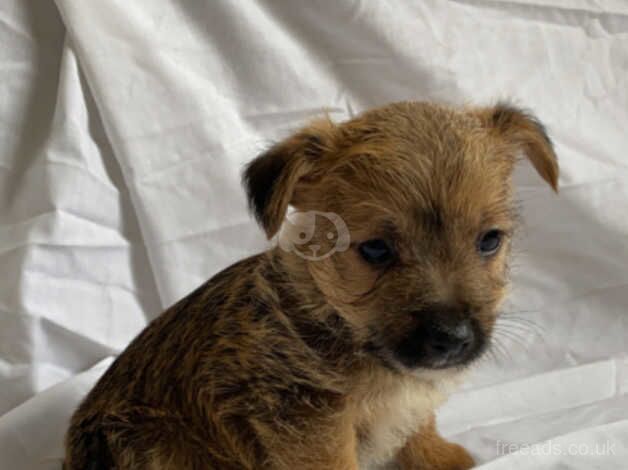 Jack Russell Puppies for sale