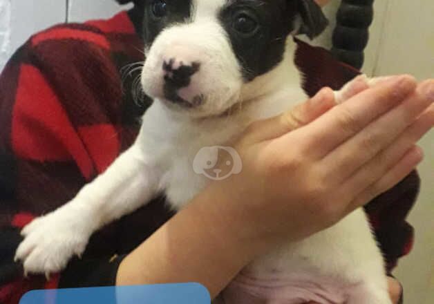 Jack Russell Puppies for sale in West Midlands