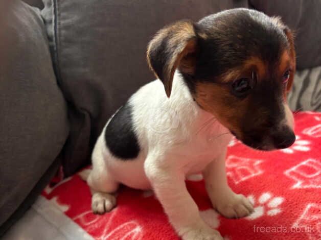 Jack Russells Pups for sale in Camberley, Surrey